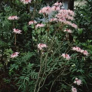thumbnail for publication: Rhododendron canescens Pink Pinxter Azalea, Florida Honeysuckle